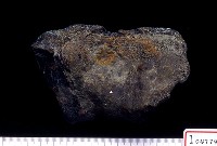 藏品(犀牛脛骨近端)的圖片